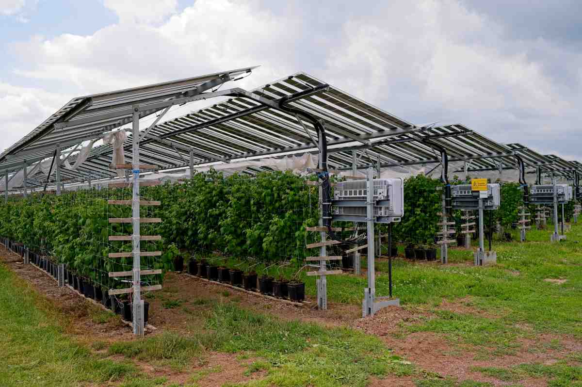 Agrivoltaico, la Sicilia revoca le sue linee guida